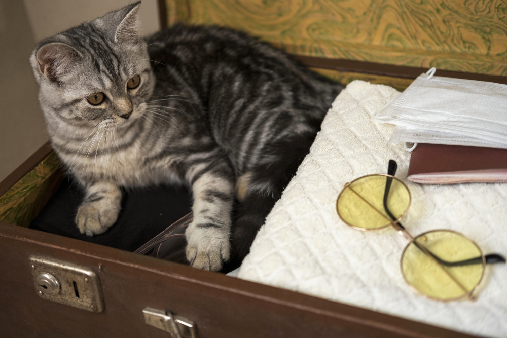 Cat Ready to Travel