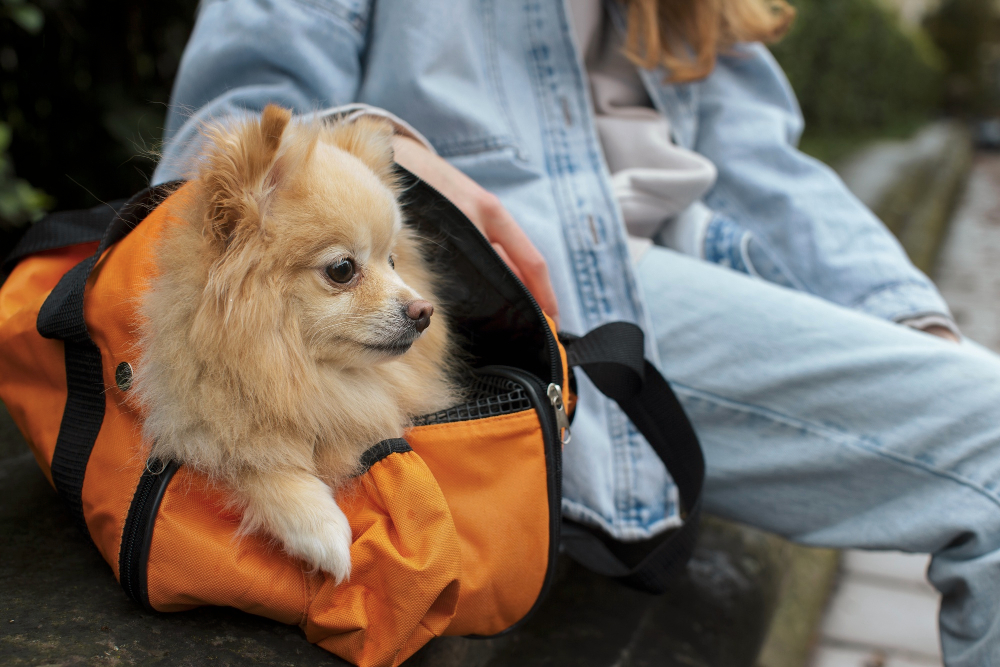 Traveling Dog