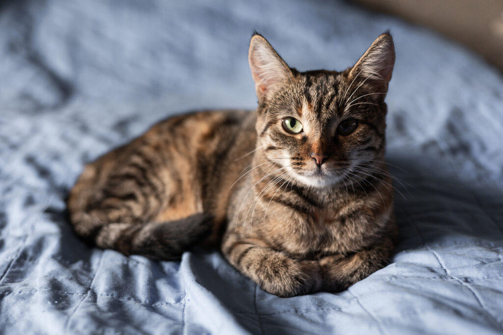 A tabby cat with green eyes lying on a blue quilted blanket.
