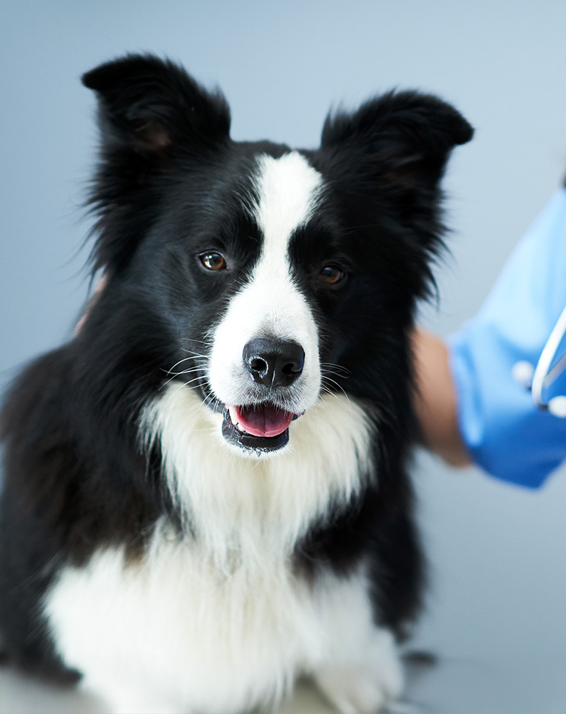 A happy black and white dog with perky ears and a fluffy coat, sitting and being gently petted on the back.