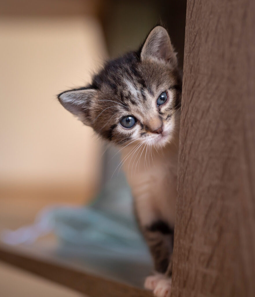 A cute kitten peeks around a corner with curious blue eyes and tabby fur.